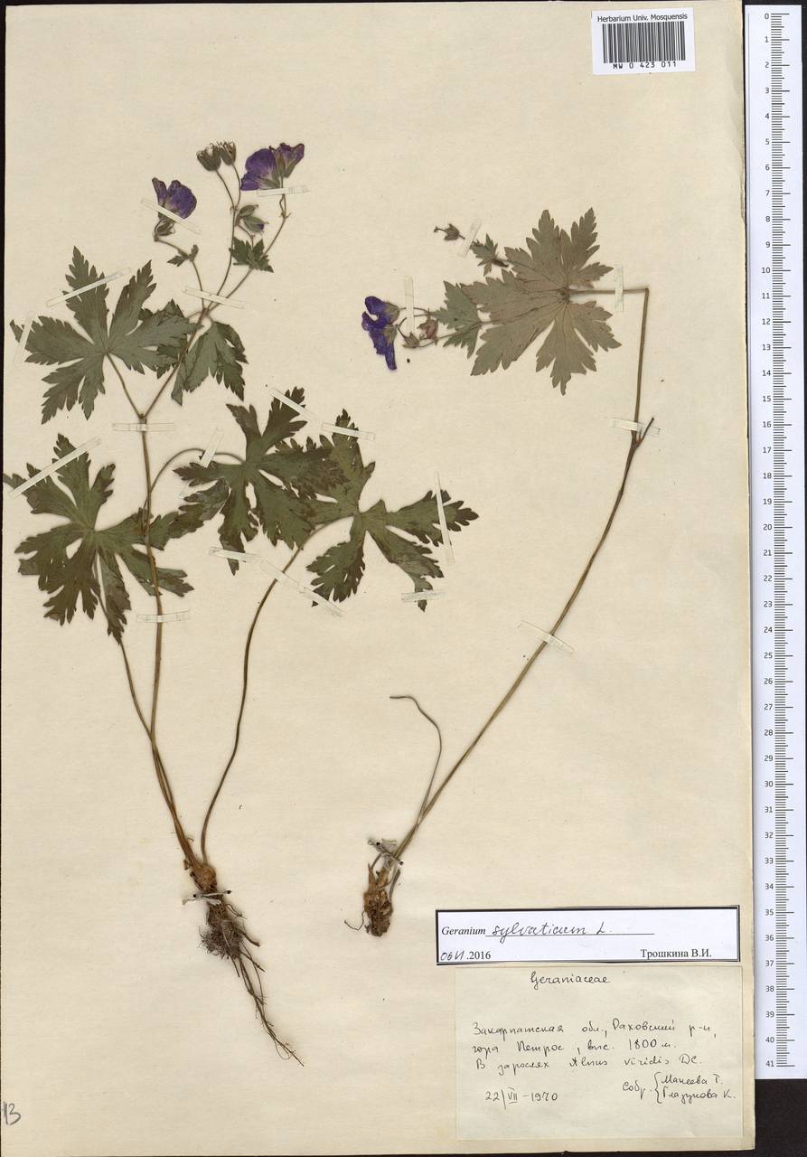 Geranium sylvaticum L., Eastern Europe, West Ukrainian region (E13) (Ukraine)