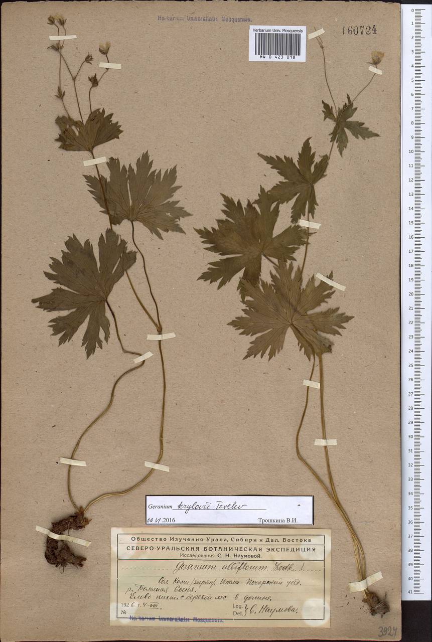 Geranium albiflorum Ledeb., Eastern Europe, Northern region (E1) (Russia)