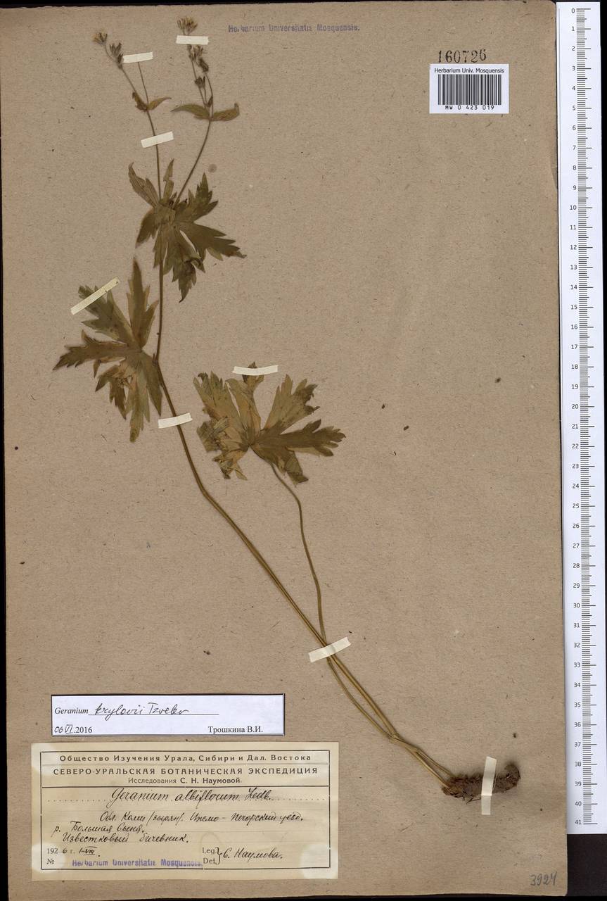 Geranium sylvaticum L., Eastern Europe, Northern region (E1) (Russia)