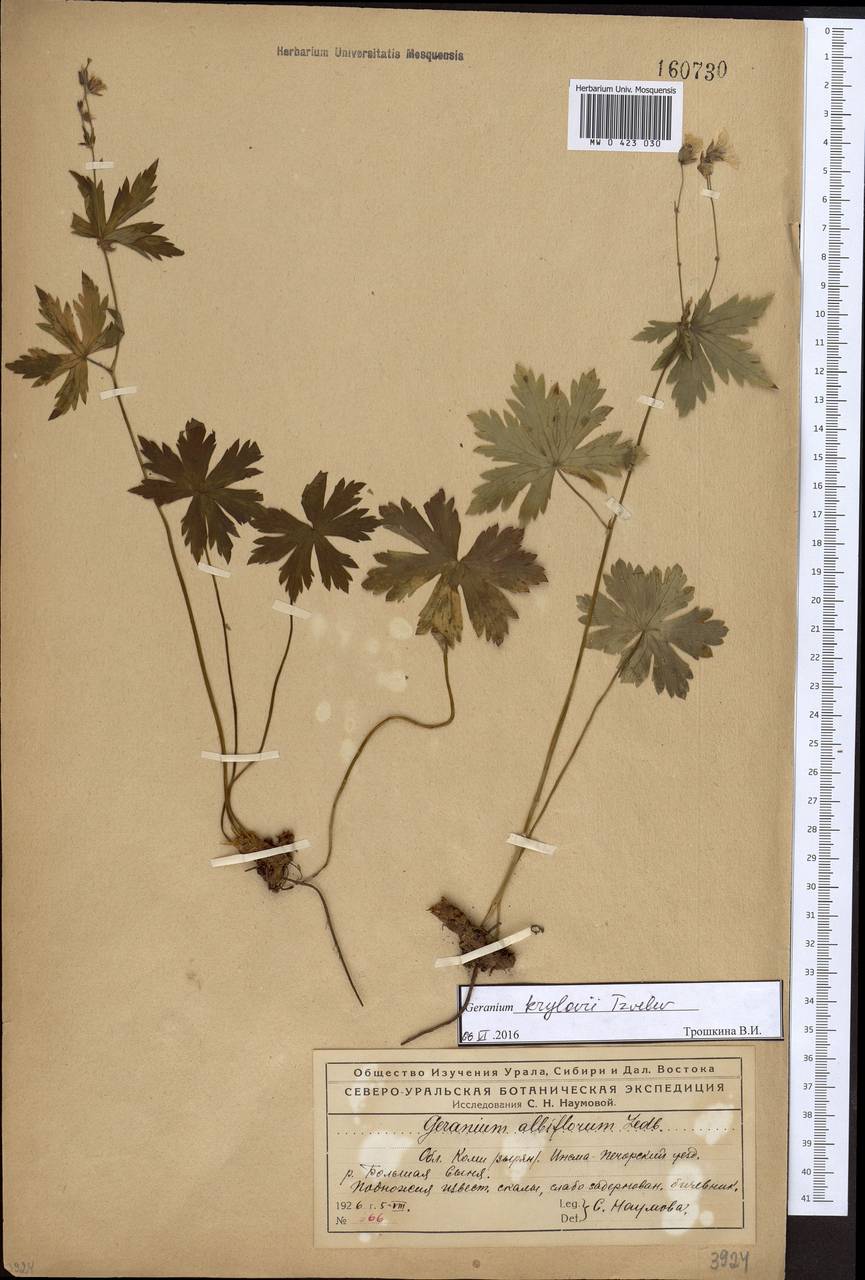 Geranium sylvaticum L., Eastern Europe, Northern region (E1) (Russia)