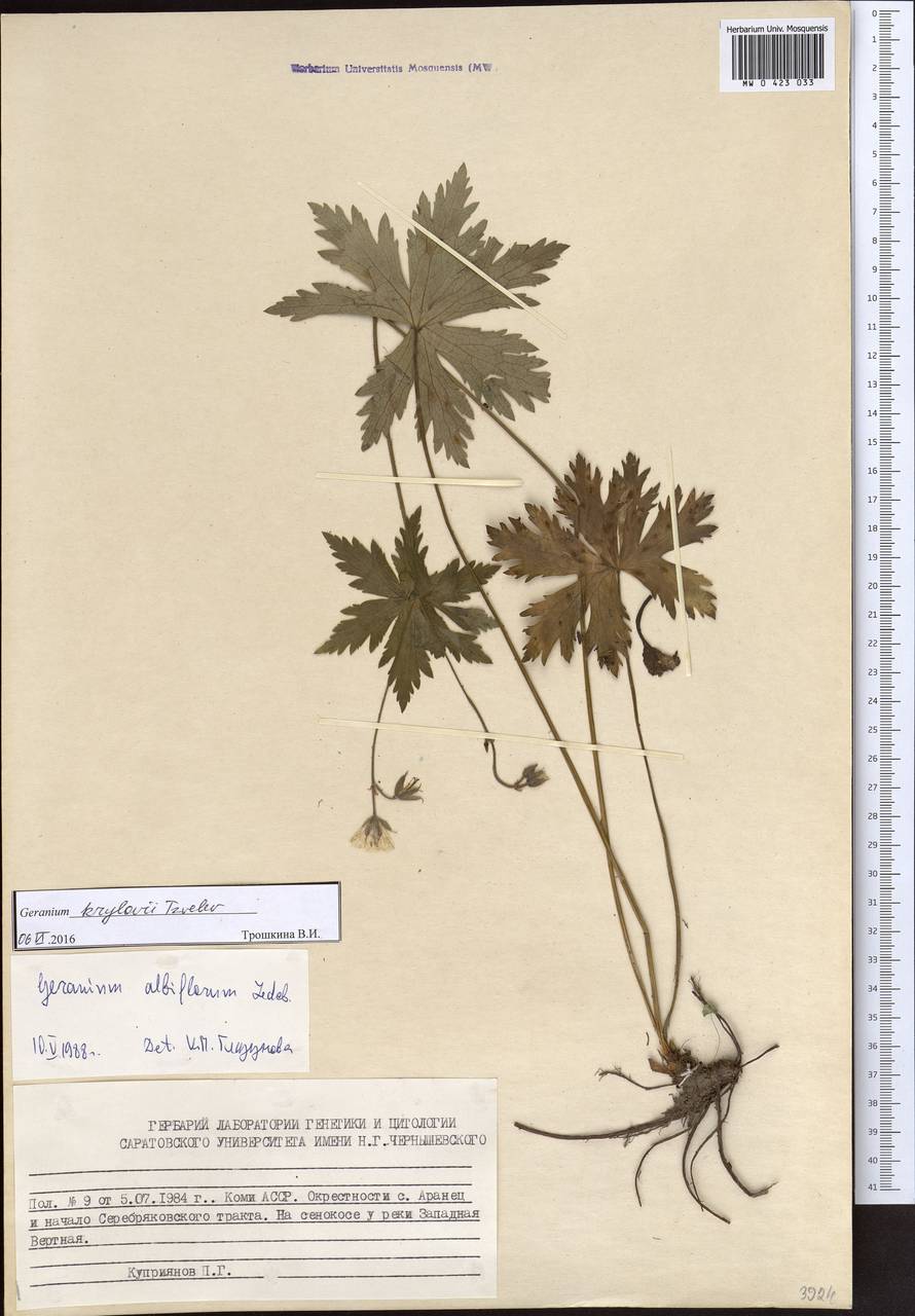 Geranium albiflorum Ledeb., Eastern Europe, Northern region (E1) (Russia)