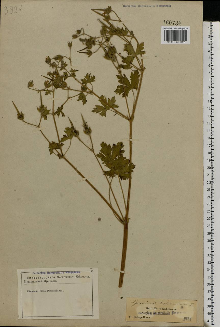 Geranium bohemicum L., Eastern Europe, North-Western region (E2) (Russia)