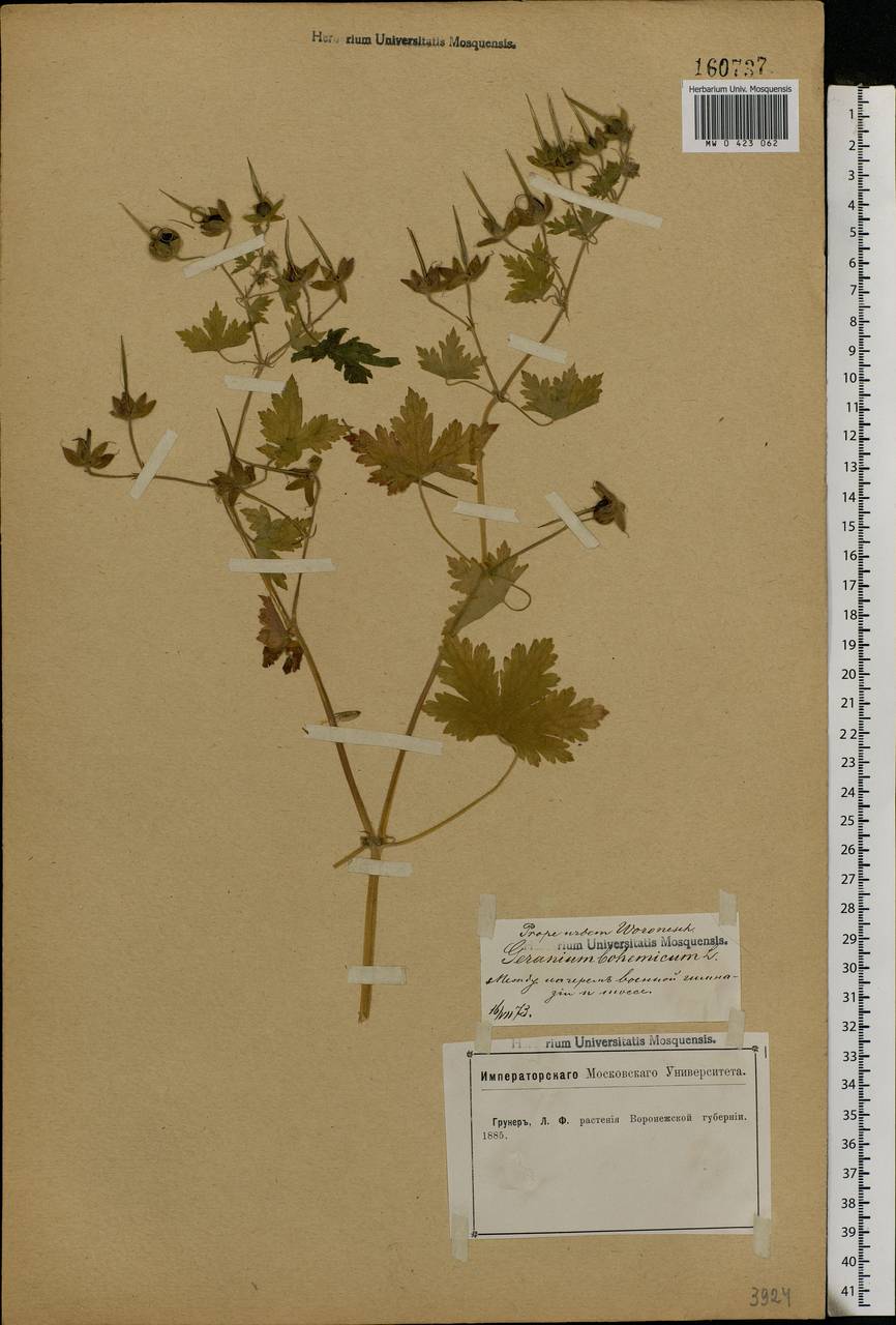 Geranium bohemicum L., Eastern Europe, Central forest-and-steppe region (E6) (Russia)