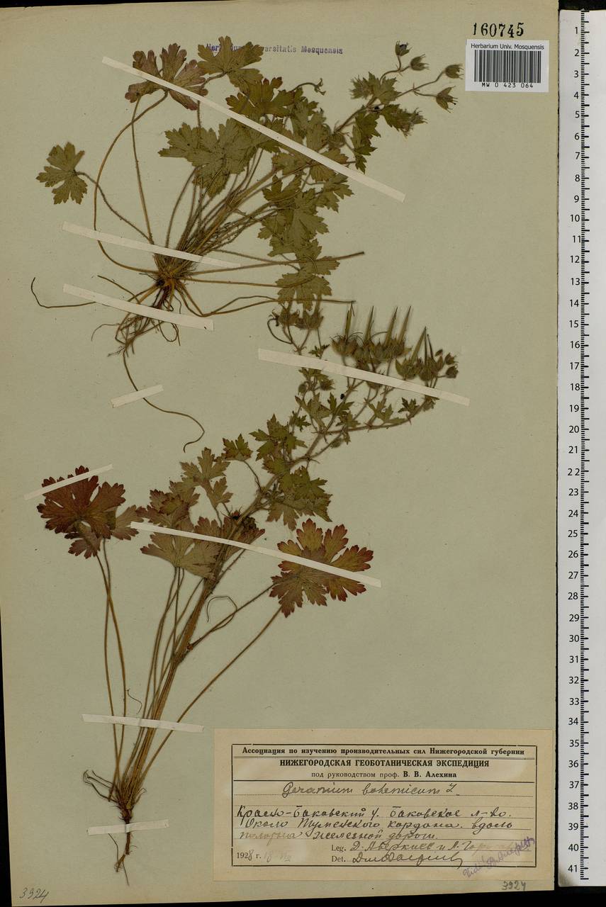 Geranium bohemicum L., Eastern Europe, Volga-Kama region (E7) (Russia)