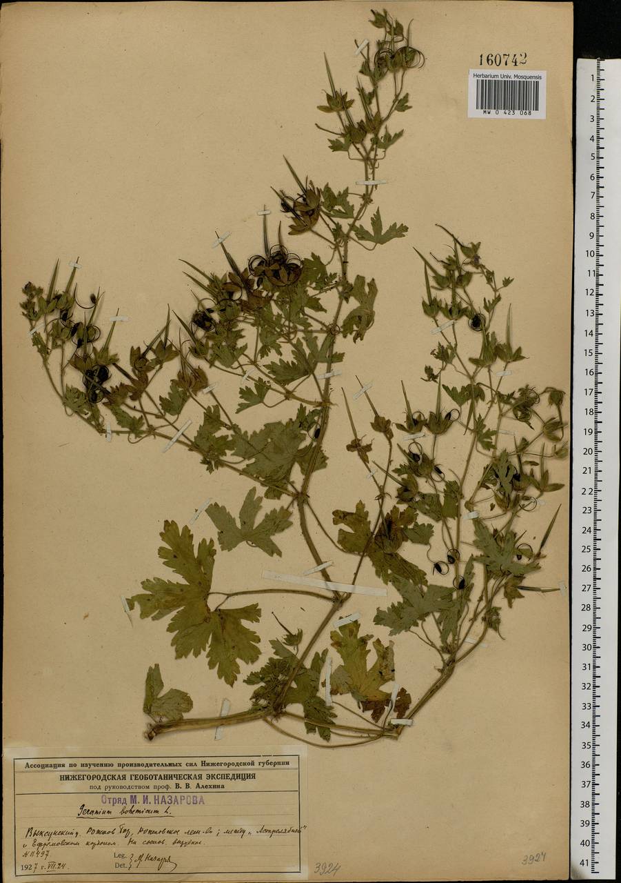 Geranium bohemicum L., Eastern Europe, Volga-Kama region (E7) (Russia)