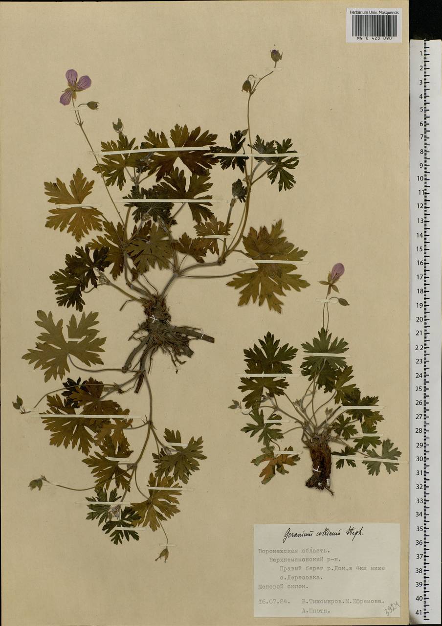 Geranium collinum Stephan ex Willd., Eastern Europe, Central forest-and-steppe region (E6) (Russia)