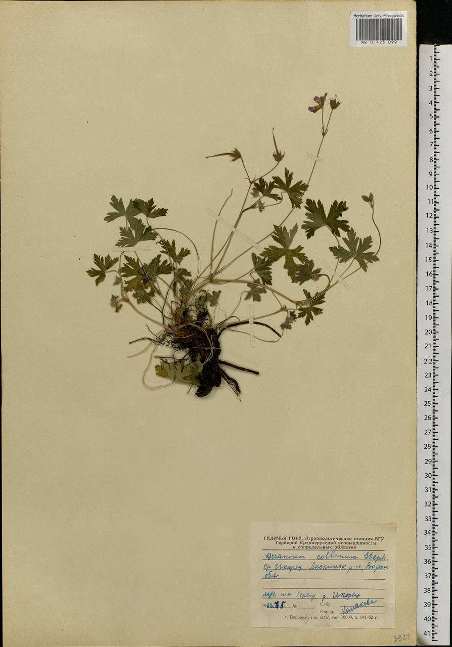 Geranium collinum Stephan ex Willd., Eastern Europe, Central forest-and-steppe region (E6) (Russia)