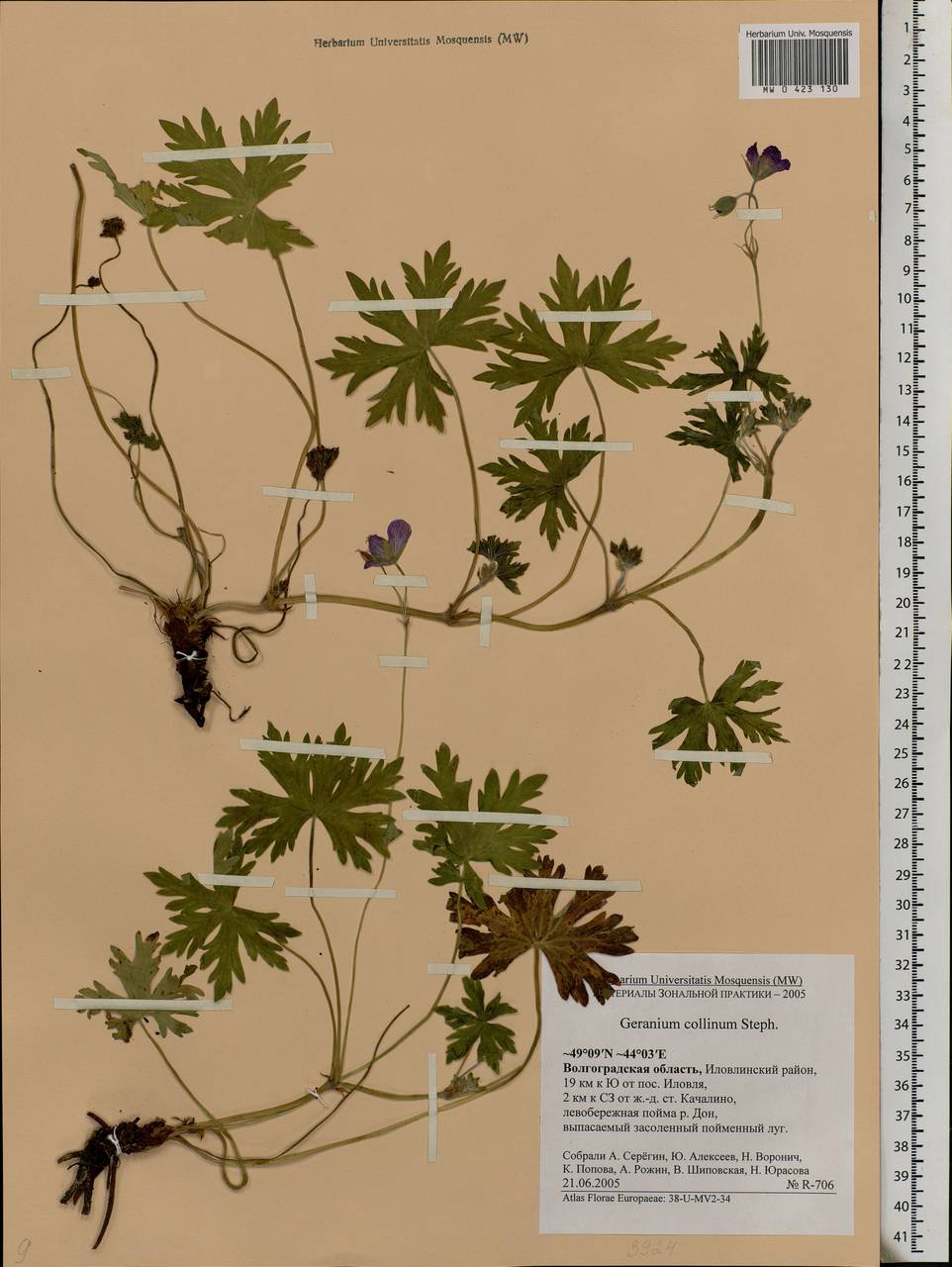 Geranium collinum Stephan ex Willd., Eastern Europe, Lower Volga region (E9) (Russia)