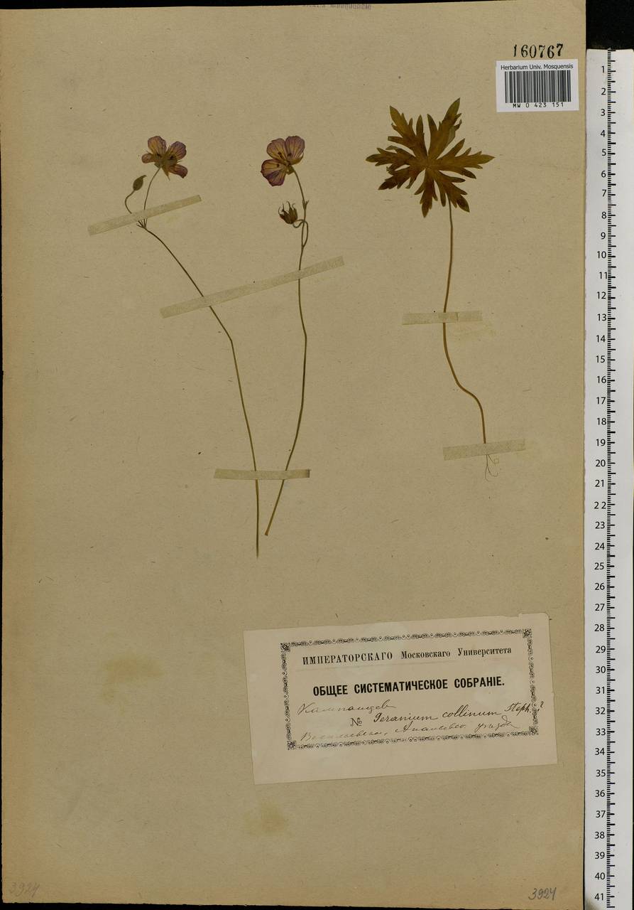 Geranium collinum Stephan ex Willd., Eastern Europe, South Ukrainian region (E12) (Ukraine)