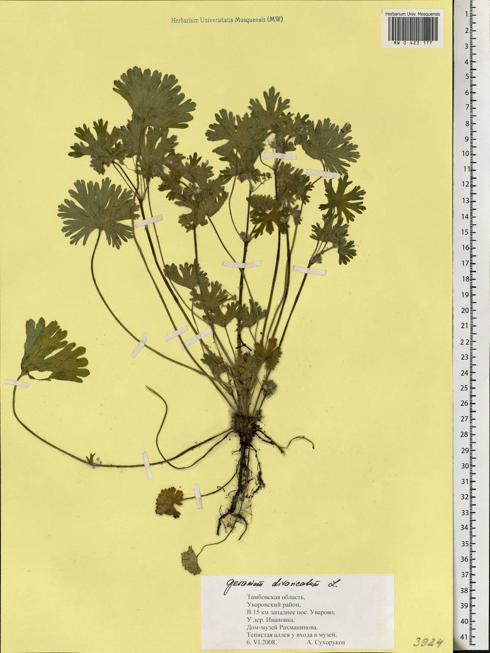 Geranium divaricatum Ehrh., Eastern Europe, Central forest-and-steppe region (E6) (Russia)