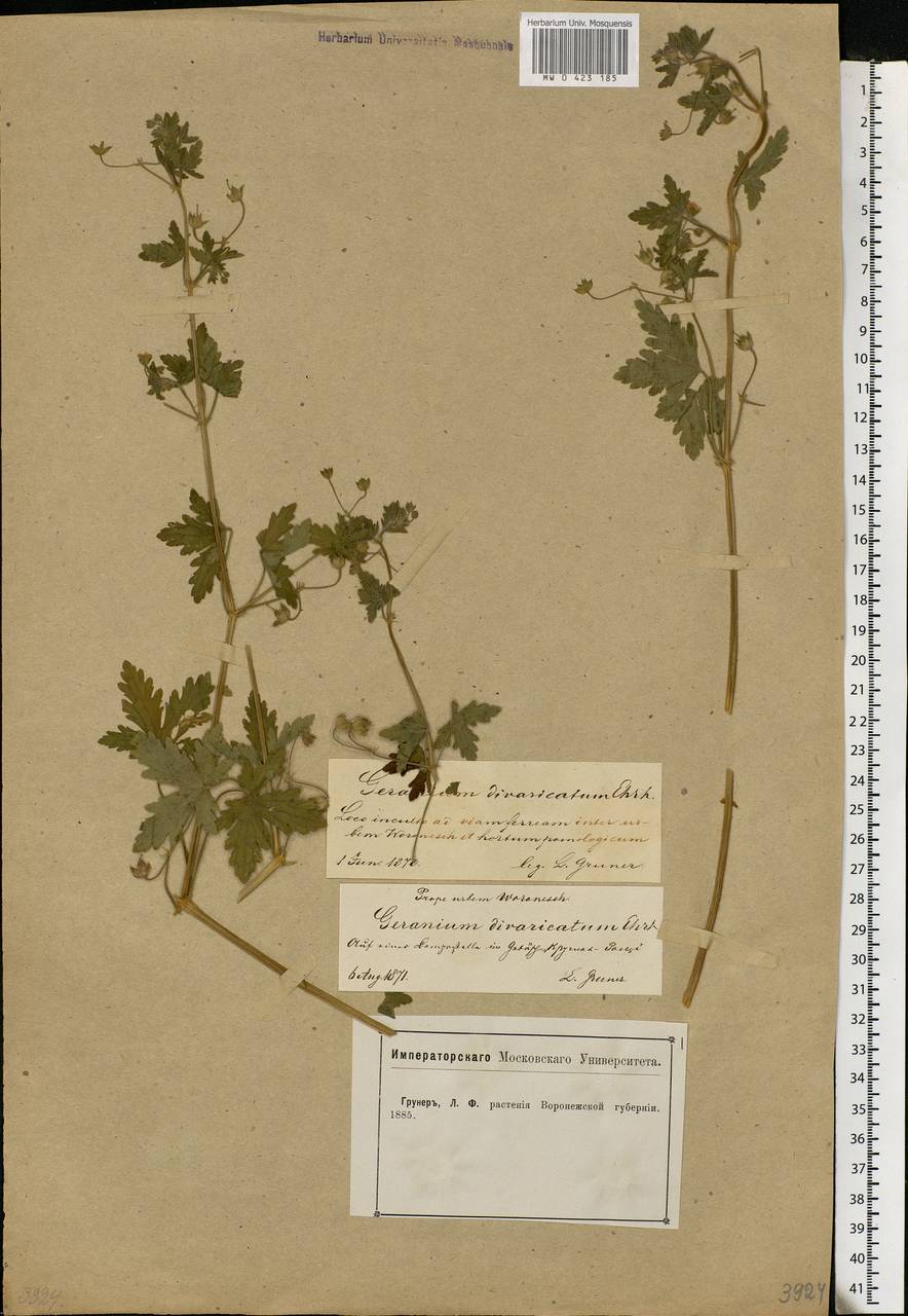 Geranium divaricatum Ehrh., Eastern Europe, Central forest-and-steppe region (E6) (Russia)