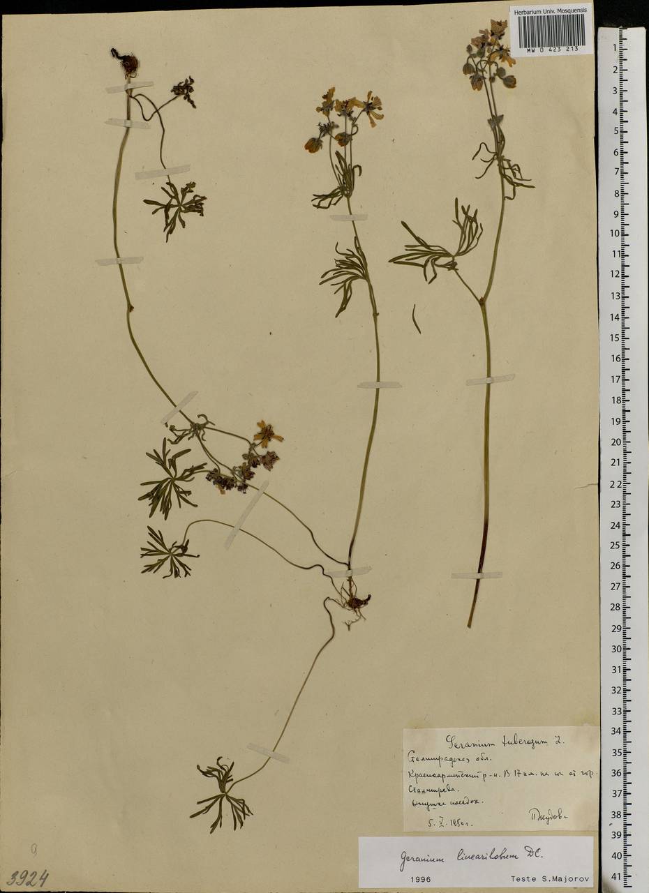 Geranium linearilobum DC. in Lam. & DC., Eastern Europe, Lower Volga region (E9) (Russia)