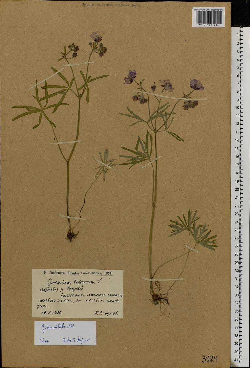 Geranium linearilobum DC. in Lam. & DC., Eastern Europe, Lower Volga region (E9) (Russia)