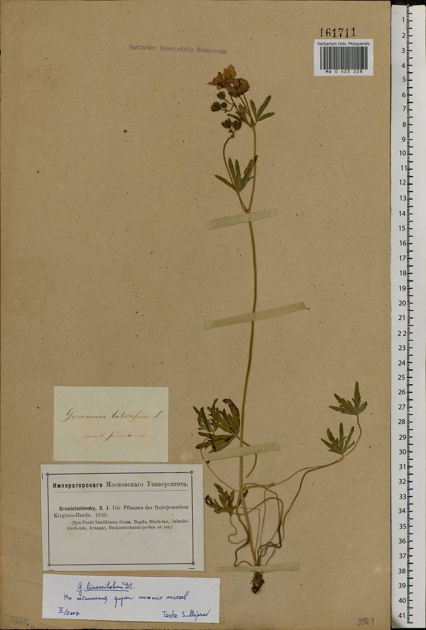 Geranium linearilobum DC. in Lam. & DC., Middle Asia, Caspian Ustyurt & Northern Aralia (M8) (Kazakhstan)