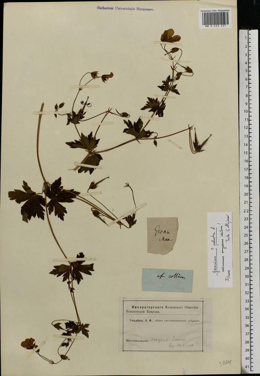 Geranium palustre L., Eastern Europe, North Ukrainian region (E11) (Ukraine)