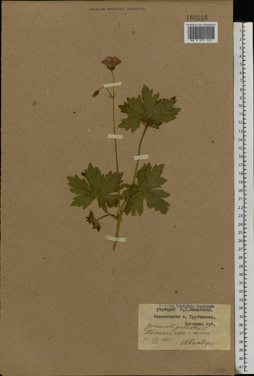 Geranium palustre L., Eastern Europe, Western region (E3) (Russia)