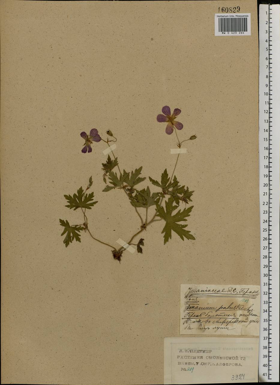 Geranium palustre L., Eastern Europe, Western region (E3) (Russia)