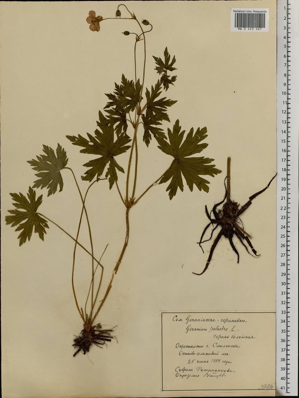 Geranium palustre L., Eastern Europe, Western region (E3) (Russia)