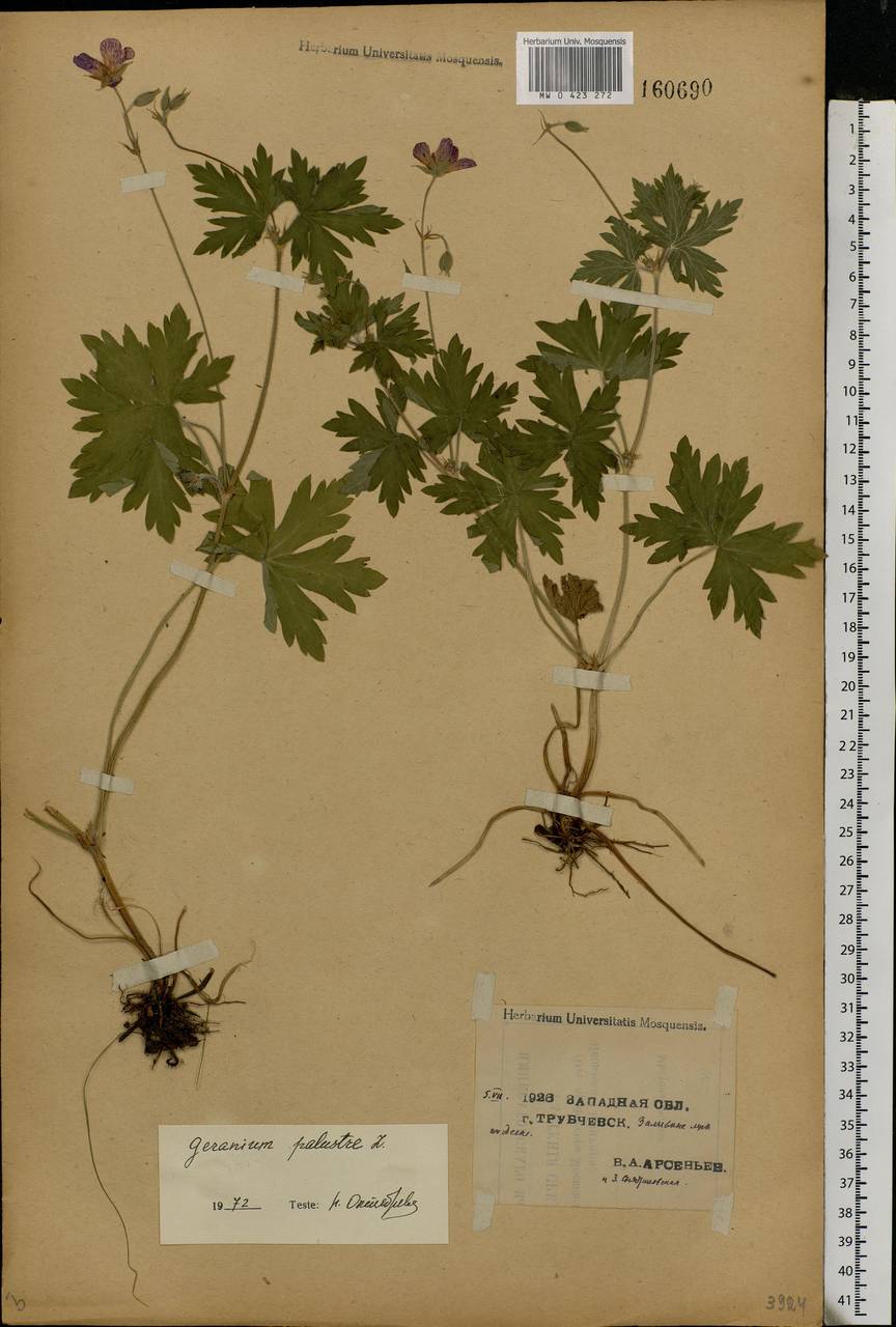 Geranium palustre L., Eastern Europe, Western region (E3) (Russia)