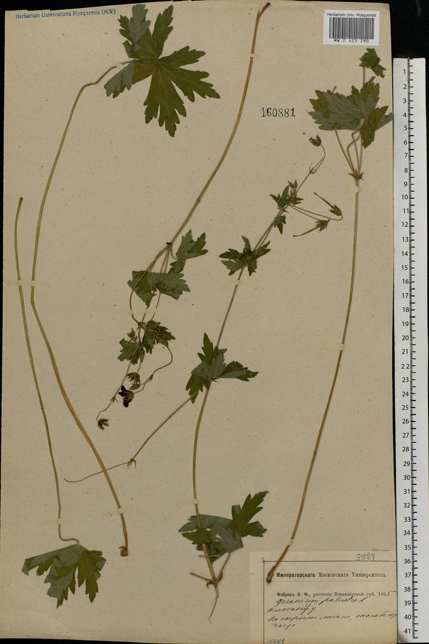 Geranium palustre L., Eastern Europe, Central region (E4) (Russia)