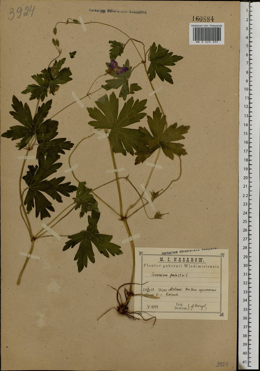 Geranium palustre L., Eastern Europe, Central region (E4) (Russia)