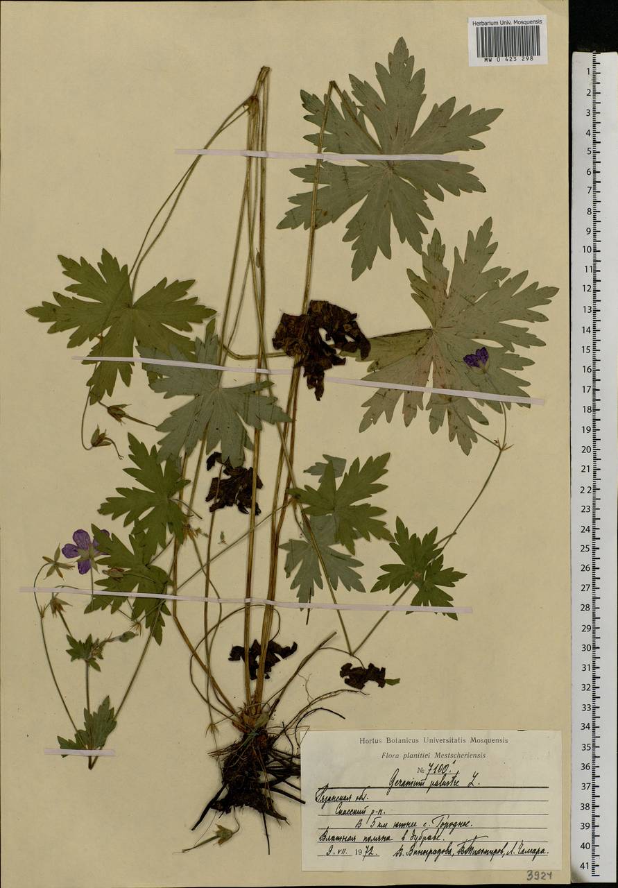 Geranium palustre L., Eastern Europe, Central region (E4) (Russia)