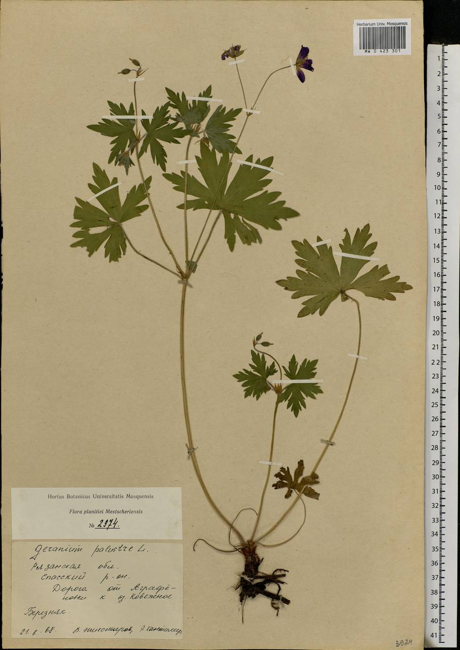 Geranium palustre L., Eastern Europe, Central region (E4) (Russia)