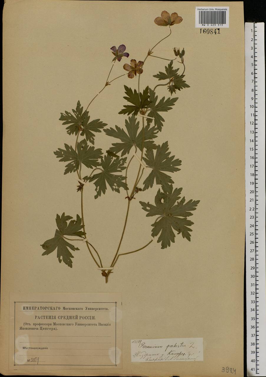 Geranium palustre L., Eastern Europe, Central region (E4) (Russia)