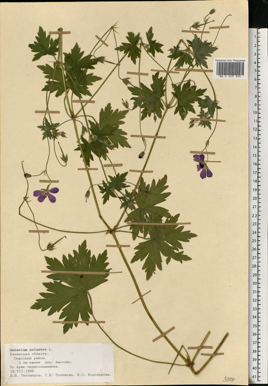 Geranium palustre L., Eastern Europe, Central region (E4) (Russia)