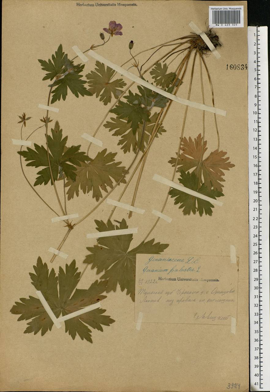 Geranium palustre L., Eastern Europe, Central region (E4) (Russia)