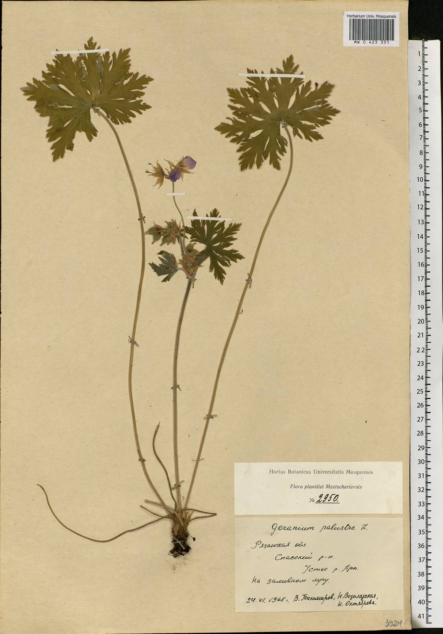 Geranium palustre L., Eastern Europe, Central region (E4) (Russia)