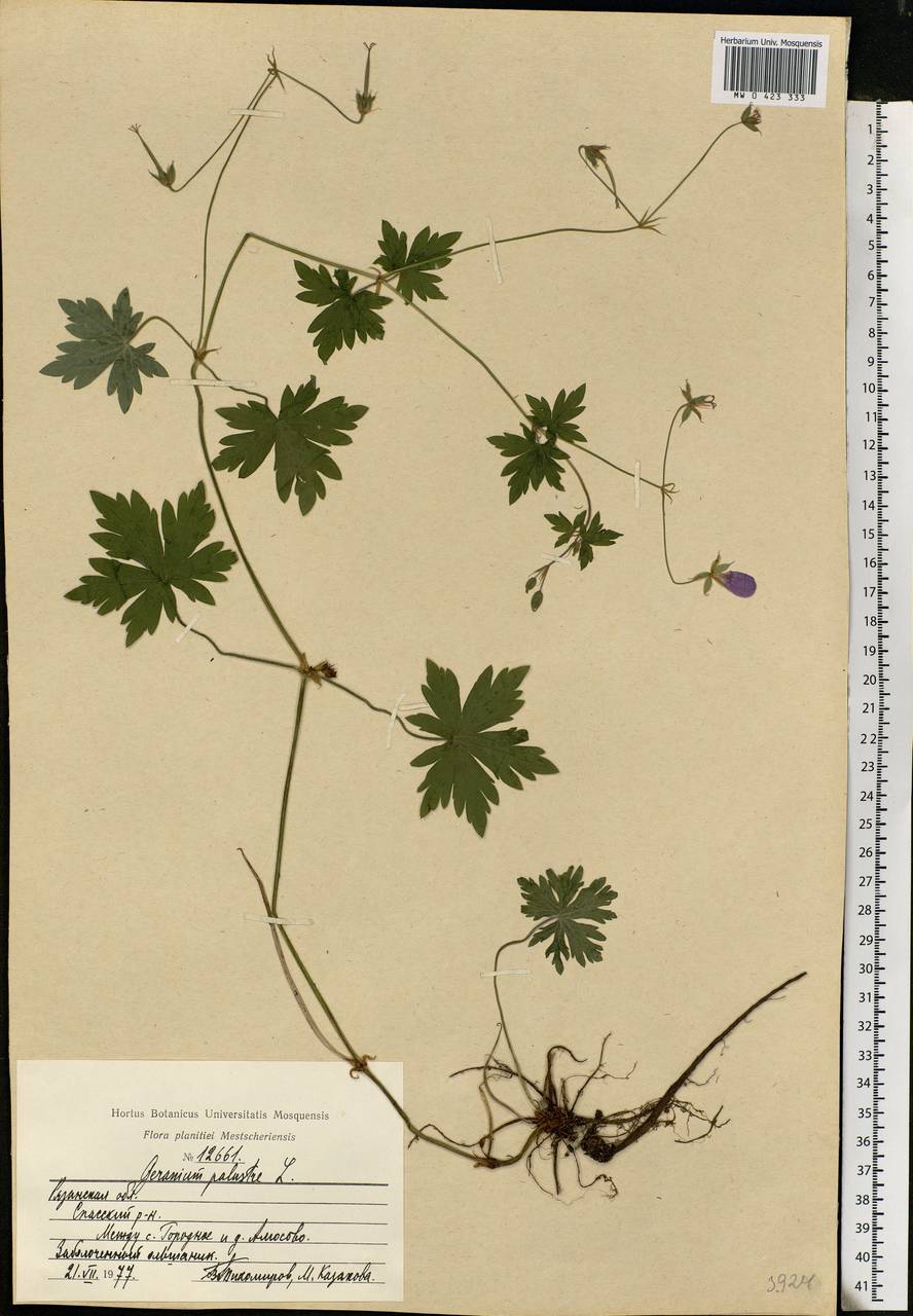 Geranium palustre L., Eastern Europe, Central region (E4) (Russia)
