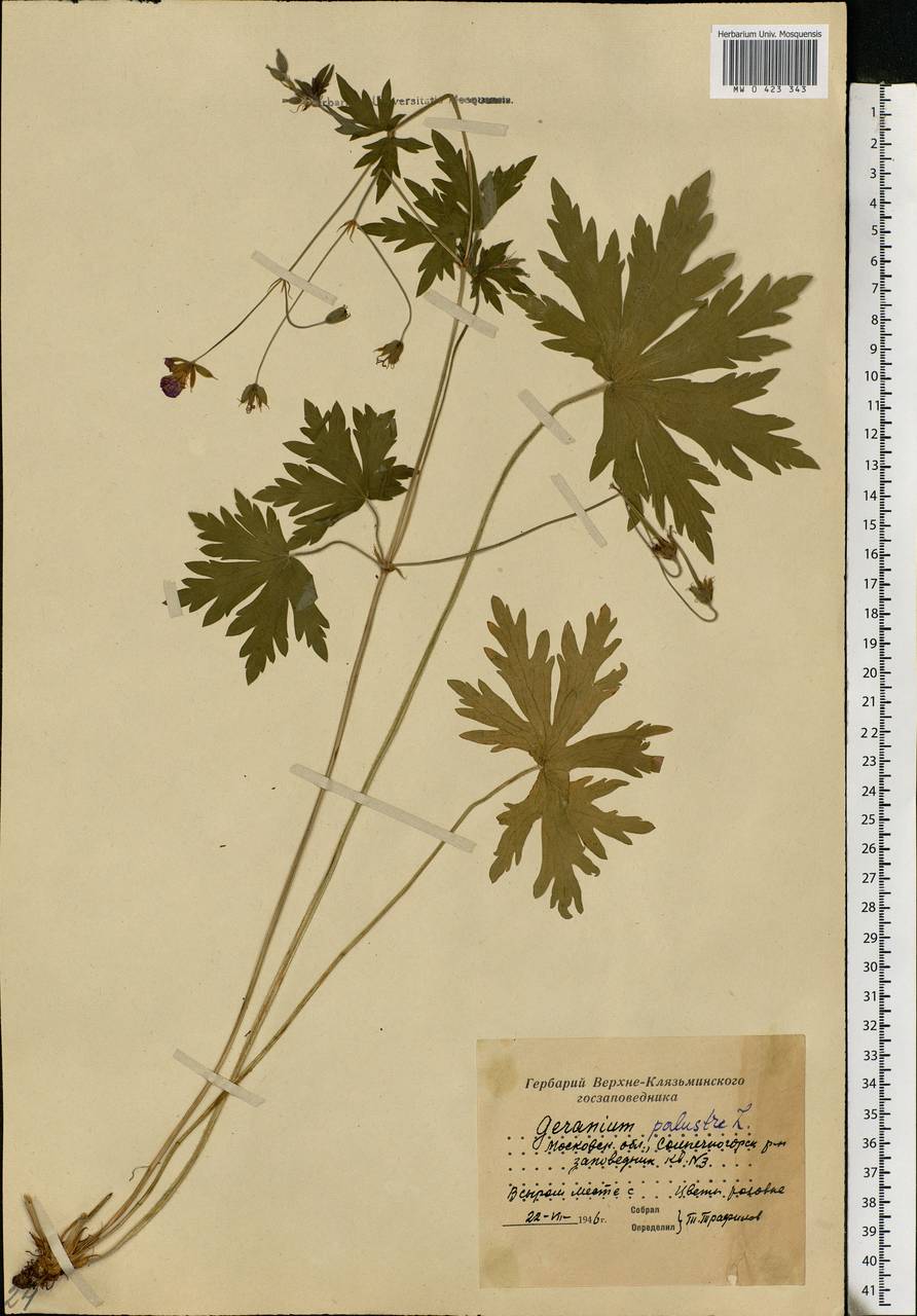 Geranium palustre L., Eastern Europe, Moscow region (E4a) (Russia)