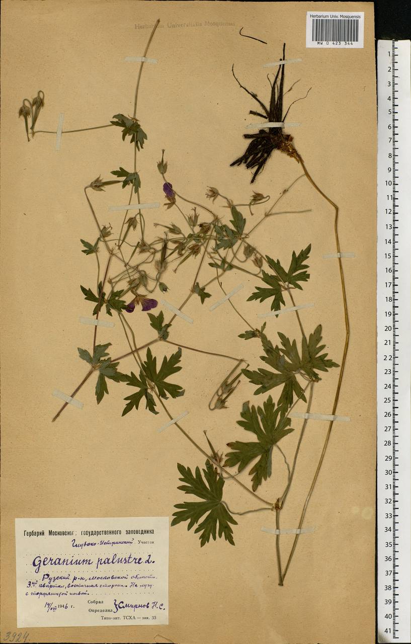 Geranium palustre L., Eastern Europe, Moscow region (E4a) (Russia)