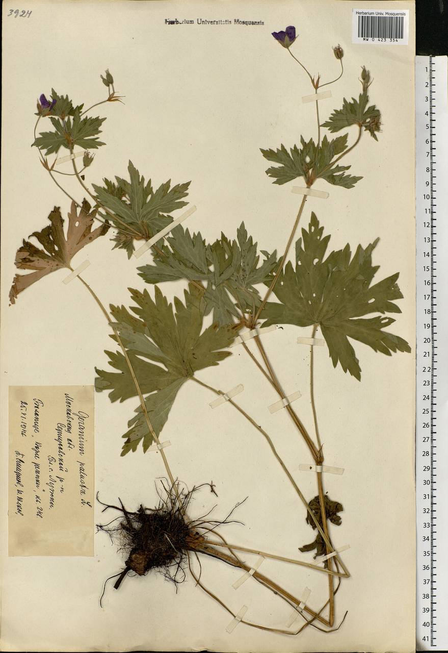 Geranium palustre L., Eastern Europe, Moscow region (E4a) (Russia)