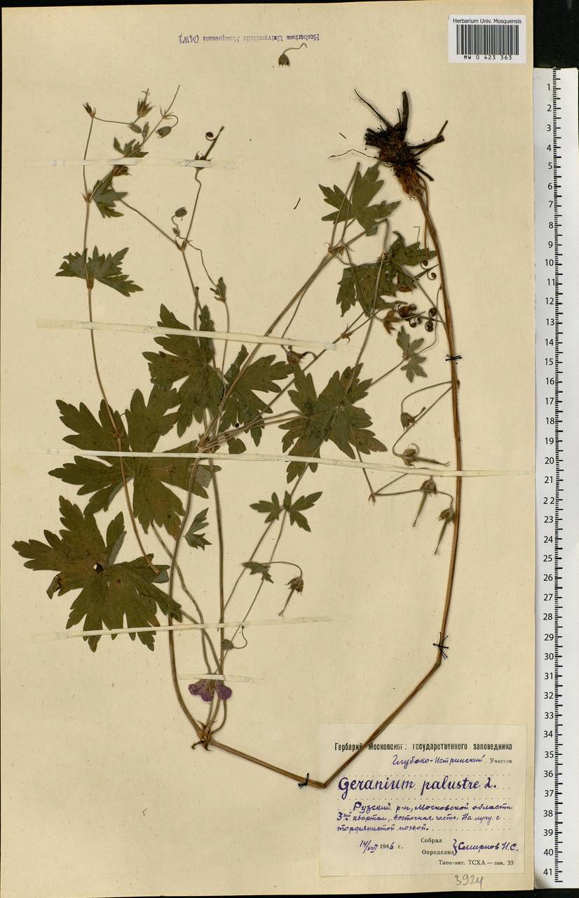 Geranium palustre L., Eastern Europe, Moscow region (E4a) (Russia)