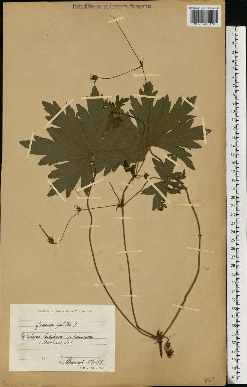 Geranium palustre L., Eastern Europe, Moscow region (E4a) (Russia)