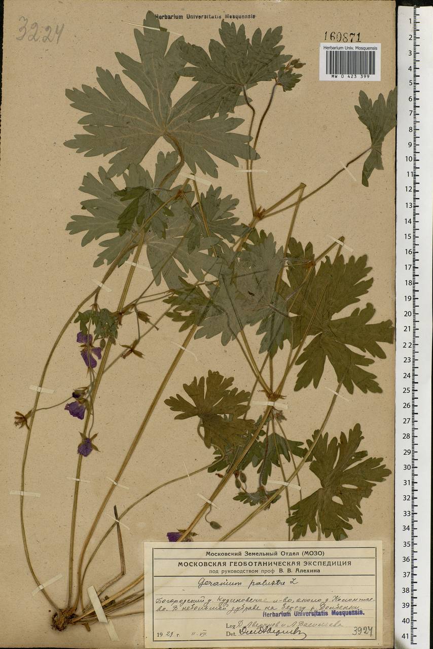 Geranium palustre L., Eastern Europe, Moscow region (E4a) (Russia)