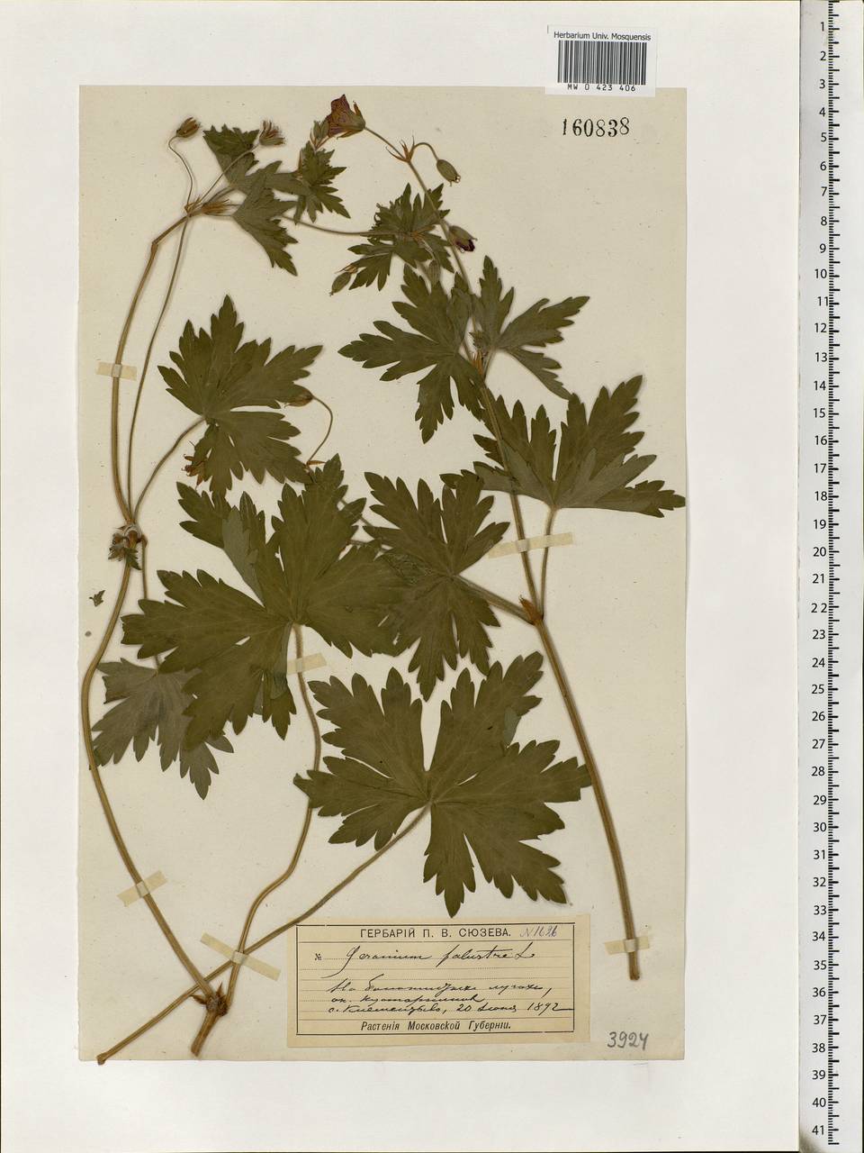 Geranium palustre L., Eastern Europe, Moscow region (E4a) (Russia)