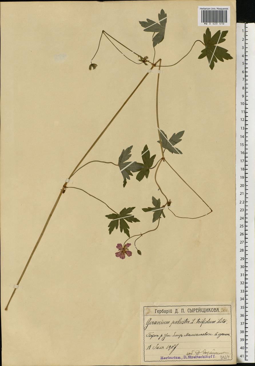 Geranium palustre L., Eastern Europe, Moscow region (E4a) (Russia)