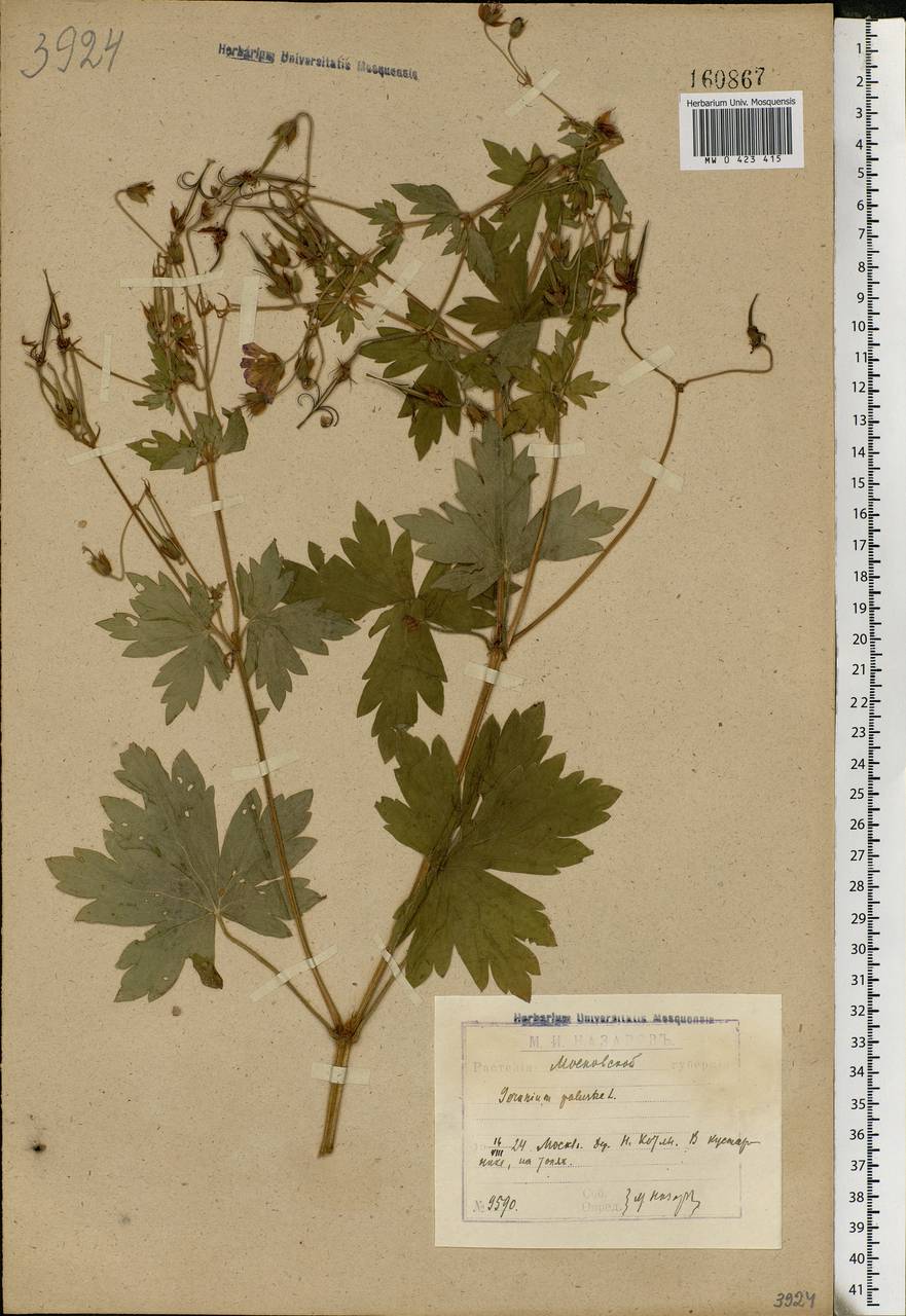 Geranium palustre L., Eastern Europe, Moscow region (E4a) (Russia)