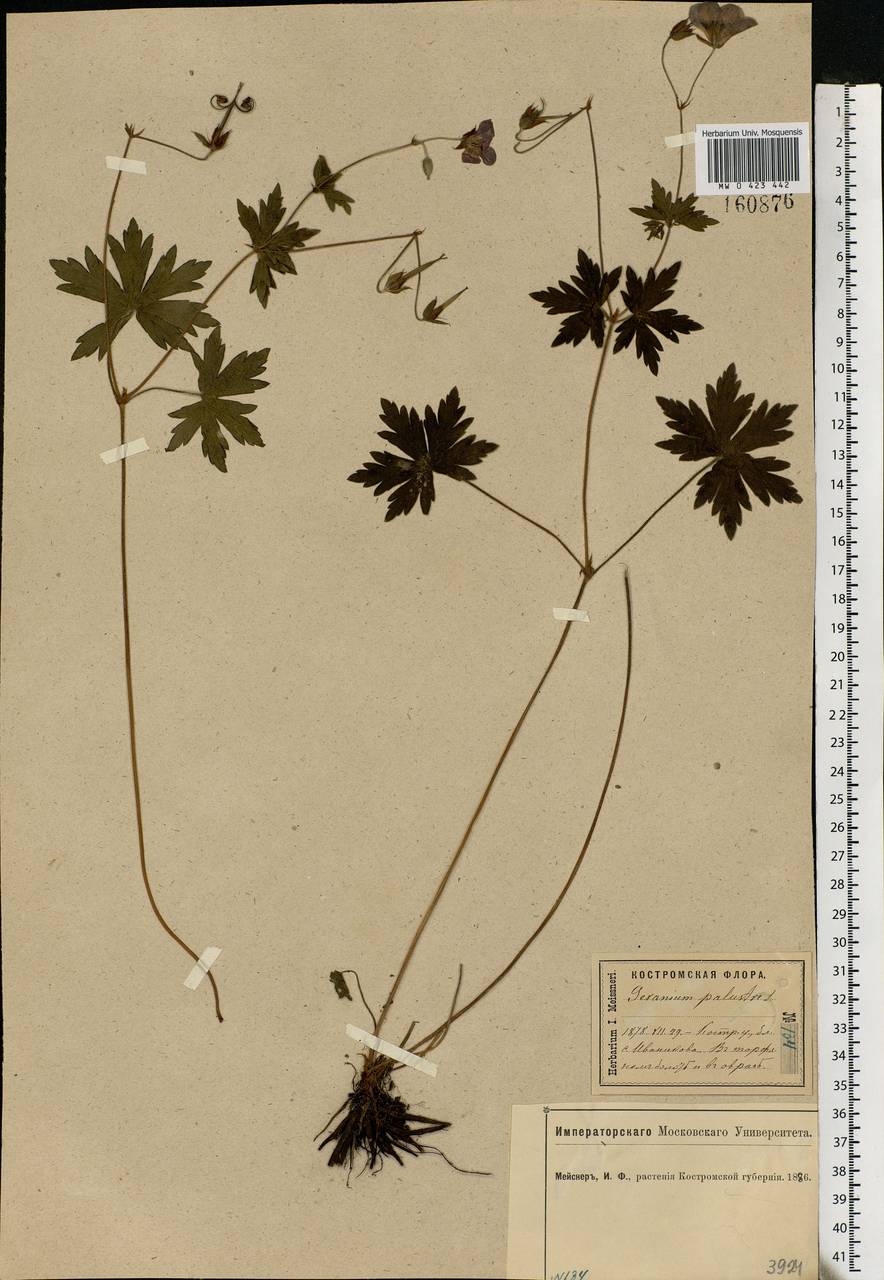 Geranium palustre L., Eastern Europe, Central forest region (E5) (Russia)