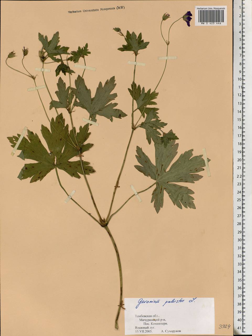 Geranium palustre L., Eastern Europe, Central forest-and-steppe region (E6) (Russia)