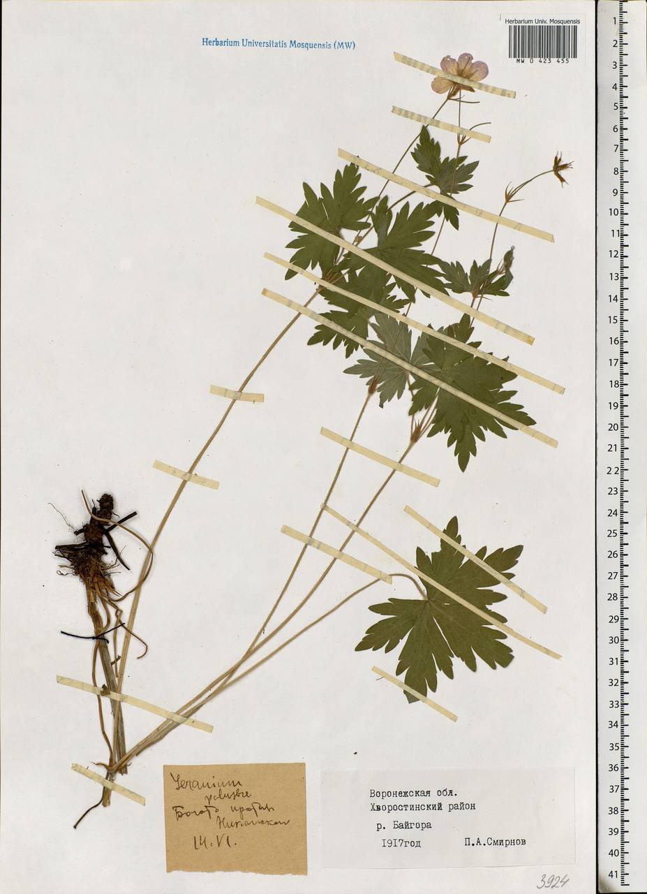 Geranium palustre L., Eastern Europe, Central forest-and-steppe region (E6) (Russia)