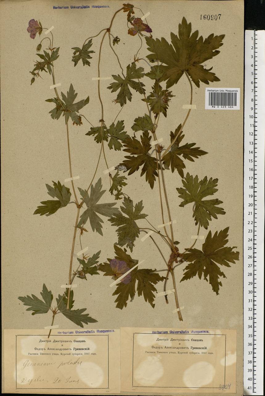 Geranium palustre L., Eastern Europe, Central forest-and-steppe region (E6) (Russia)