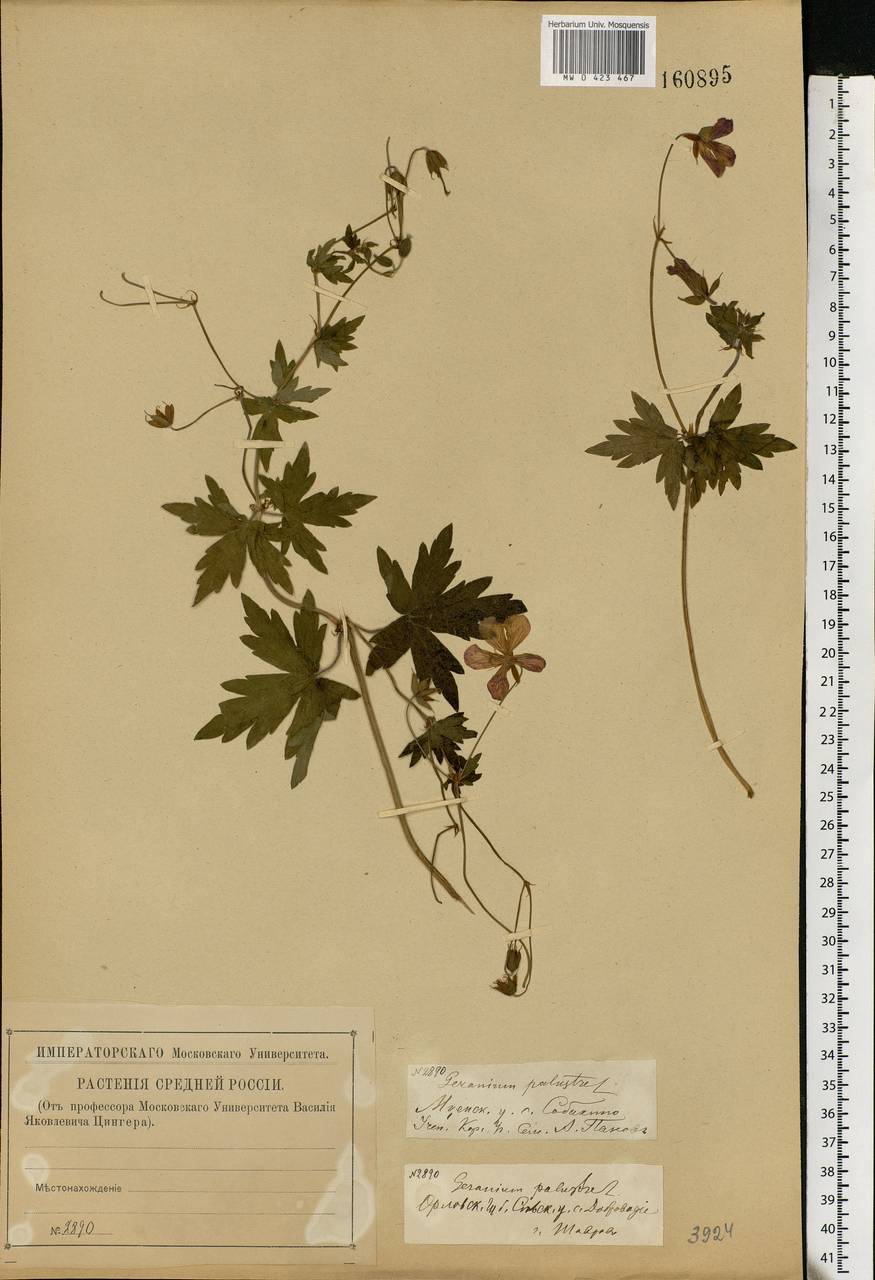 Geranium palustre L., Eastern Europe, Central forest-and-steppe region (E6) (Russia)