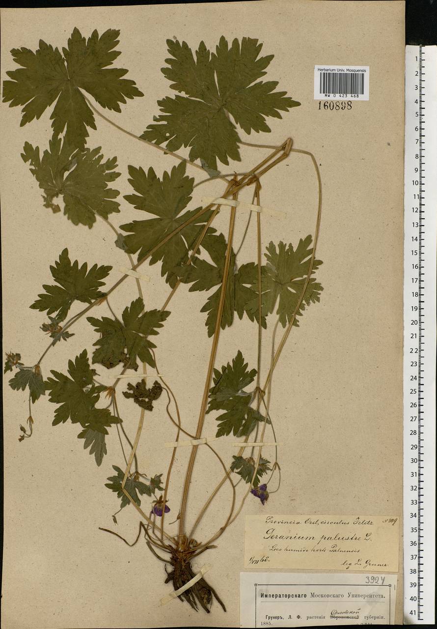 Geranium palustre L., Eastern Europe, Central forest-and-steppe region (E6) (Russia)