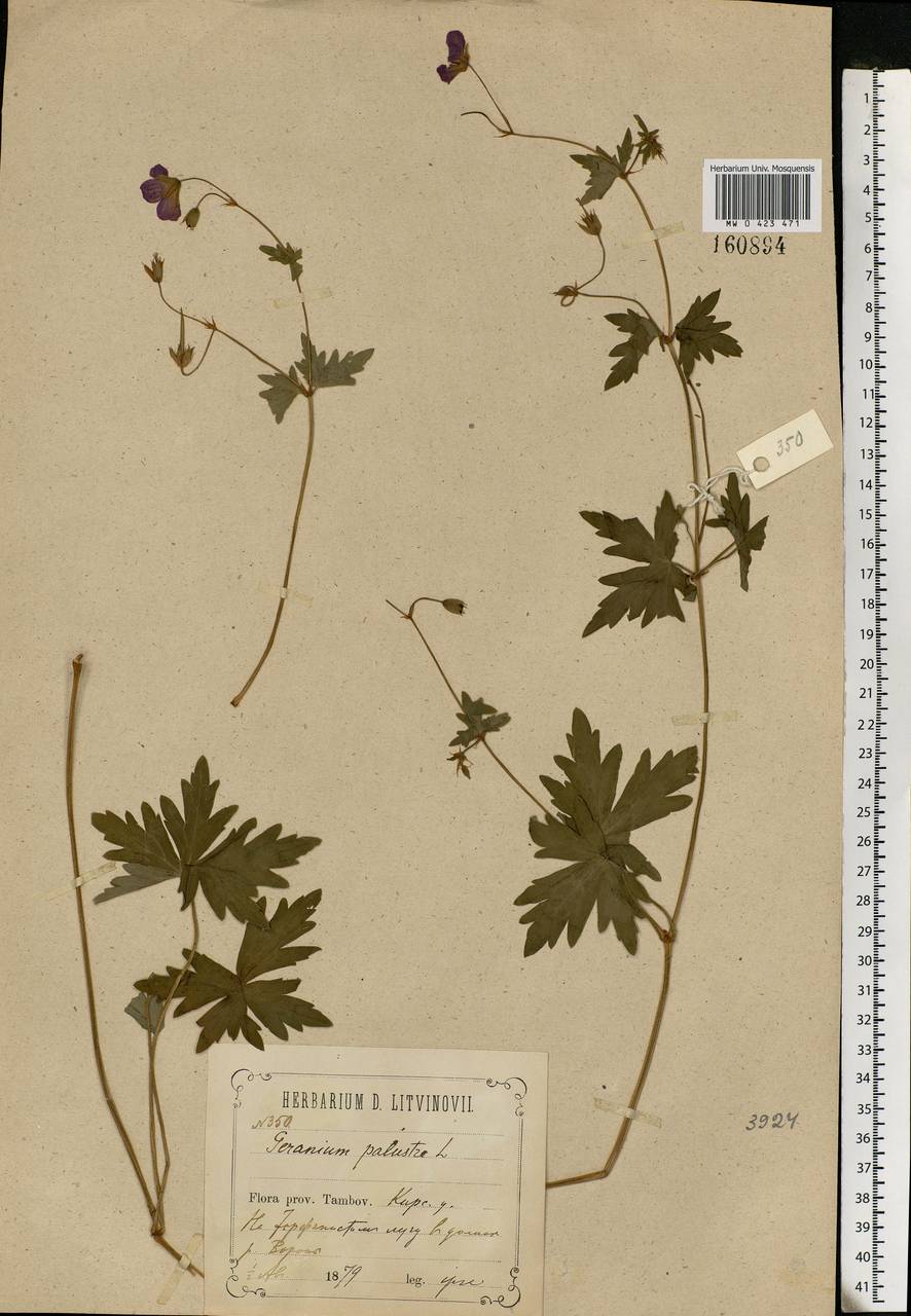 Geranium palustre L., Eastern Europe, Central forest-and-steppe region (E6) (Russia)