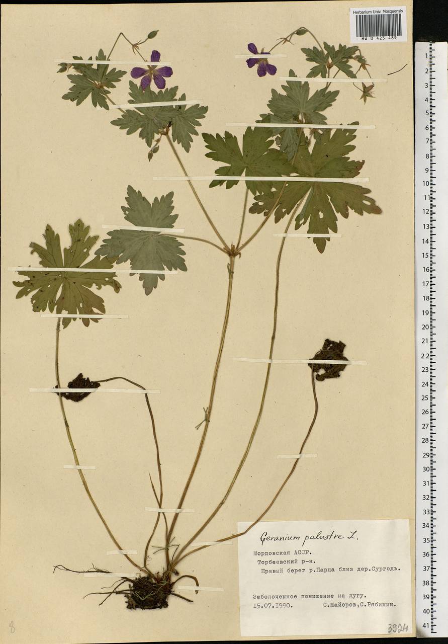 Geranium palustre L., Eastern Europe, Middle Volga region (E8) (Russia)