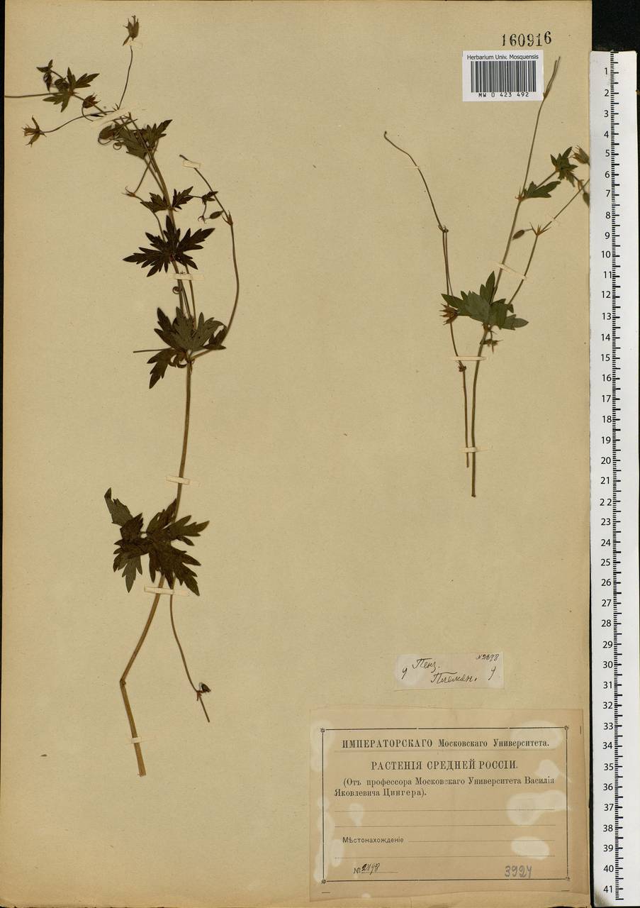 Geranium palustre L., Eastern Europe, Middle Volga region (E8) (Russia)
